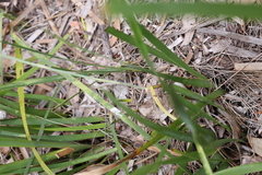 Thelymitra paludosa