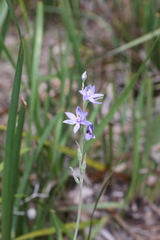 Thelymitra paludosa