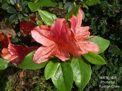 Rhododendron scabrum