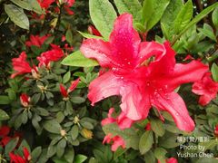 Rhododendron scabrum