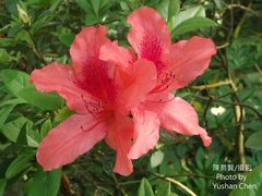 Rhododendron scabrum