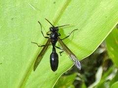 Agelaia panamaensis