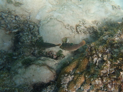 Canthigaster petersii