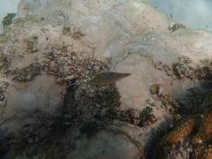 Canthigaster petersii