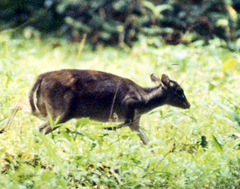 Philantomba maxwellii