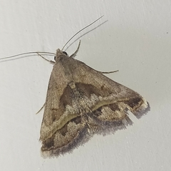 Acantholipes