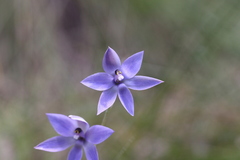 Thelymitra graminea
