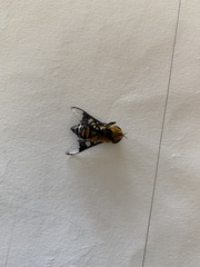 Ancala africana