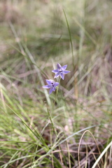 Thelymitra graminea