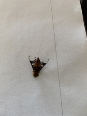 Ancala africana