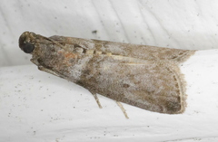 Sciota subfuscella