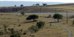 Vachellia karroo