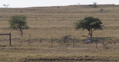 Vachellia karroo