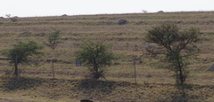 Vachellia karroo