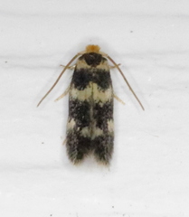 Etainia sericopeza