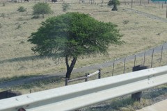 Vachellia karroo