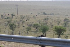 Vachellia karroo