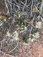 Dasyochloa