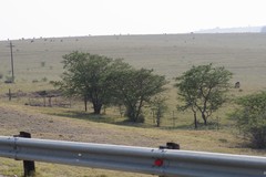 Vachellia karroo