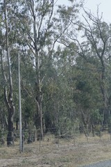 Eucalyptus