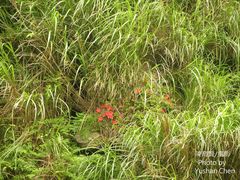Rhododendron nakaharai