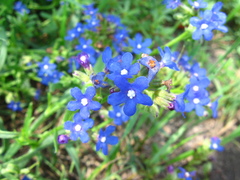 Anchusa gmelinii