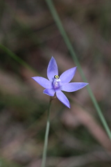 Thelymitra graminea