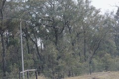 Eucalyptus