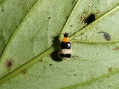 Diabrotica lucifera