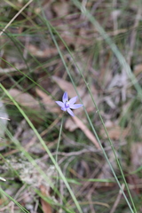 Thelymitra graminea