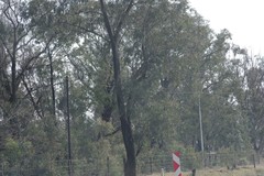 Eucalyptus