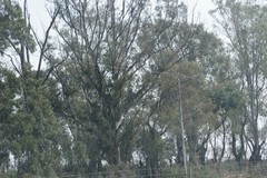 Eucalyptus
