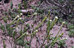 Nicotiana paa