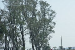 Eucalyptus