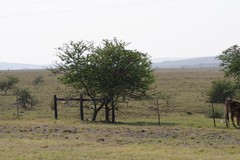 Vachellia karroo