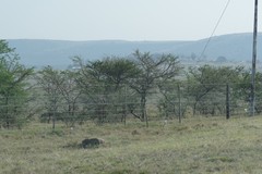 Vachellia karroo