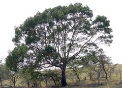 Acacia mearnsii