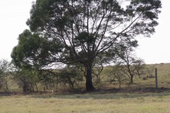 Acacia mearnsii