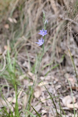 Thelymitra graminea