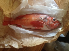 Golden Redfish photo 4