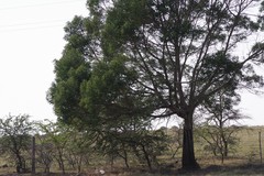 Acacia mearnsii