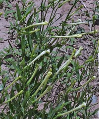 Nicotiana paa