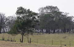 Acacia mearnsii
