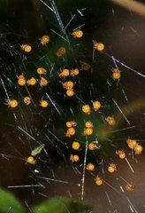 Neoscona rufipalpis