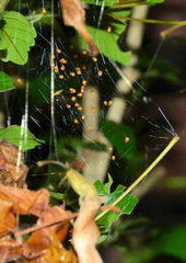 Neoscona rufipalpis