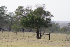 Acacia mearnsii