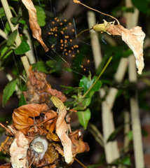 Neoscona rufipalpis