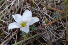 Oxalis laciniata