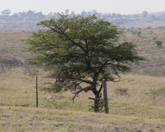 Vachellia karroo