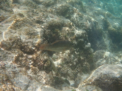 Leptoscarus vaigiensis